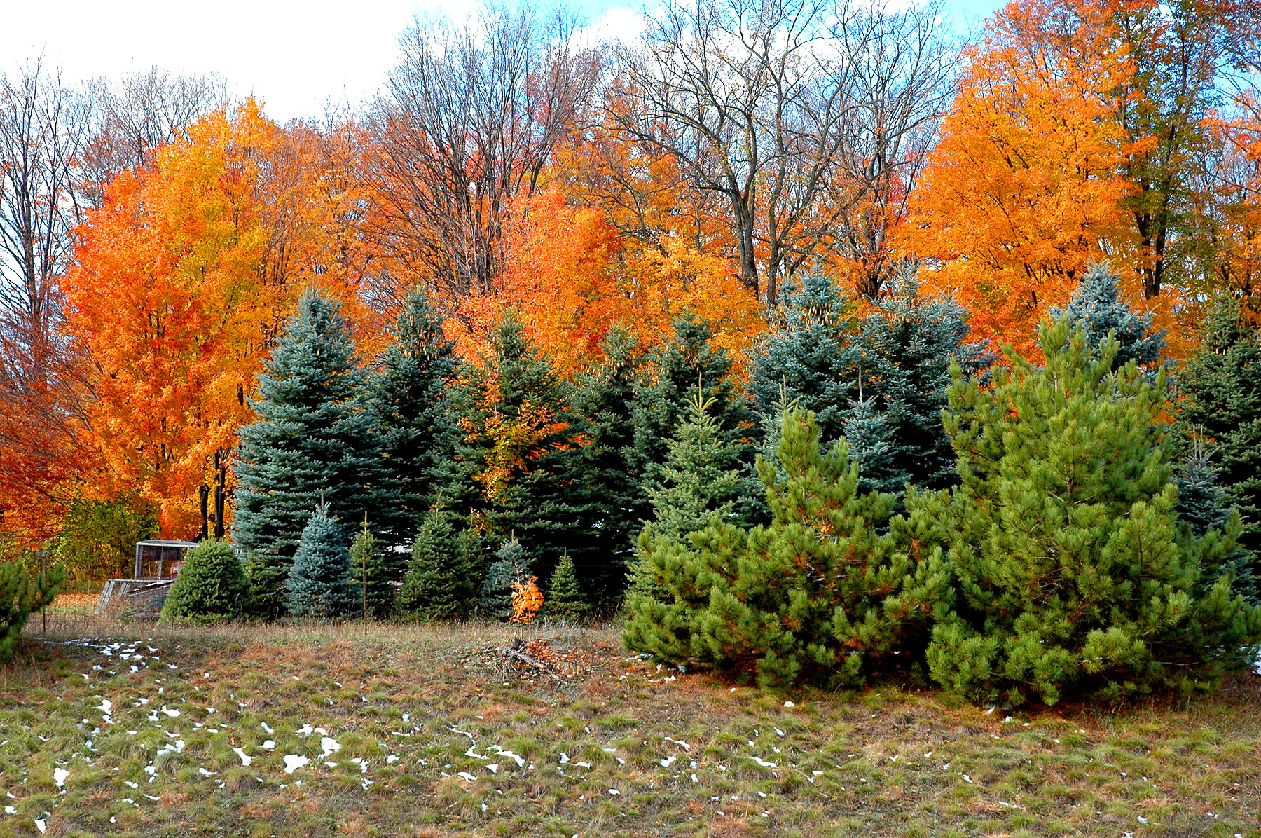 DSC_4147.JPG