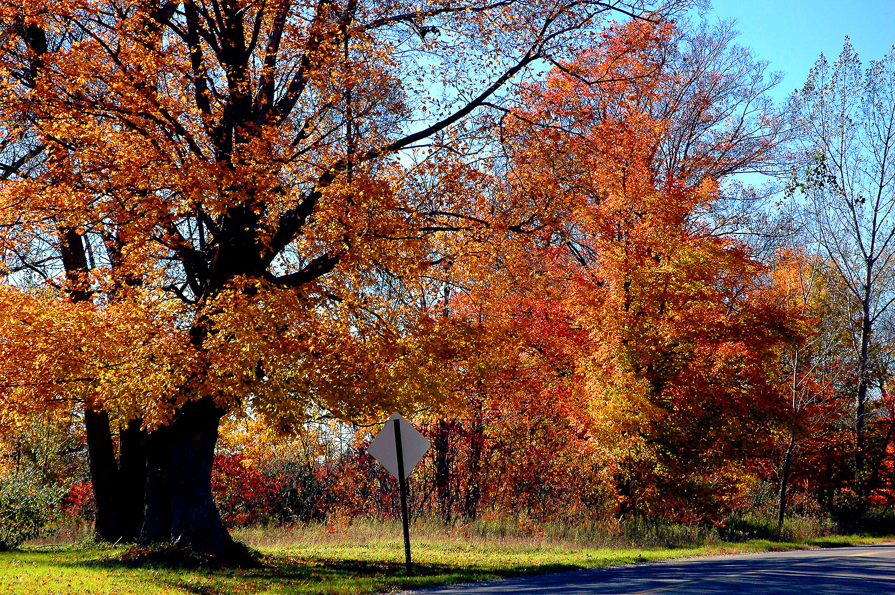 DSC_4176.JPG