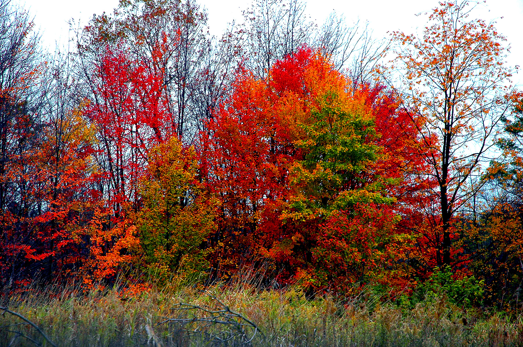 DSC_4218.JPG
