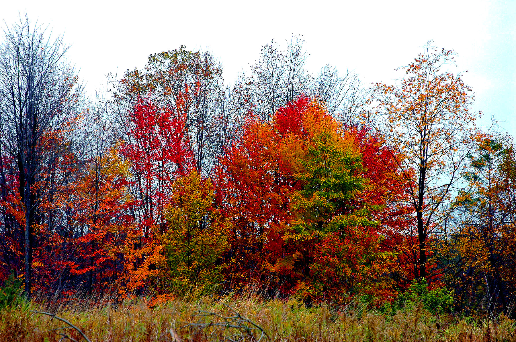 DSC_4219.JPG