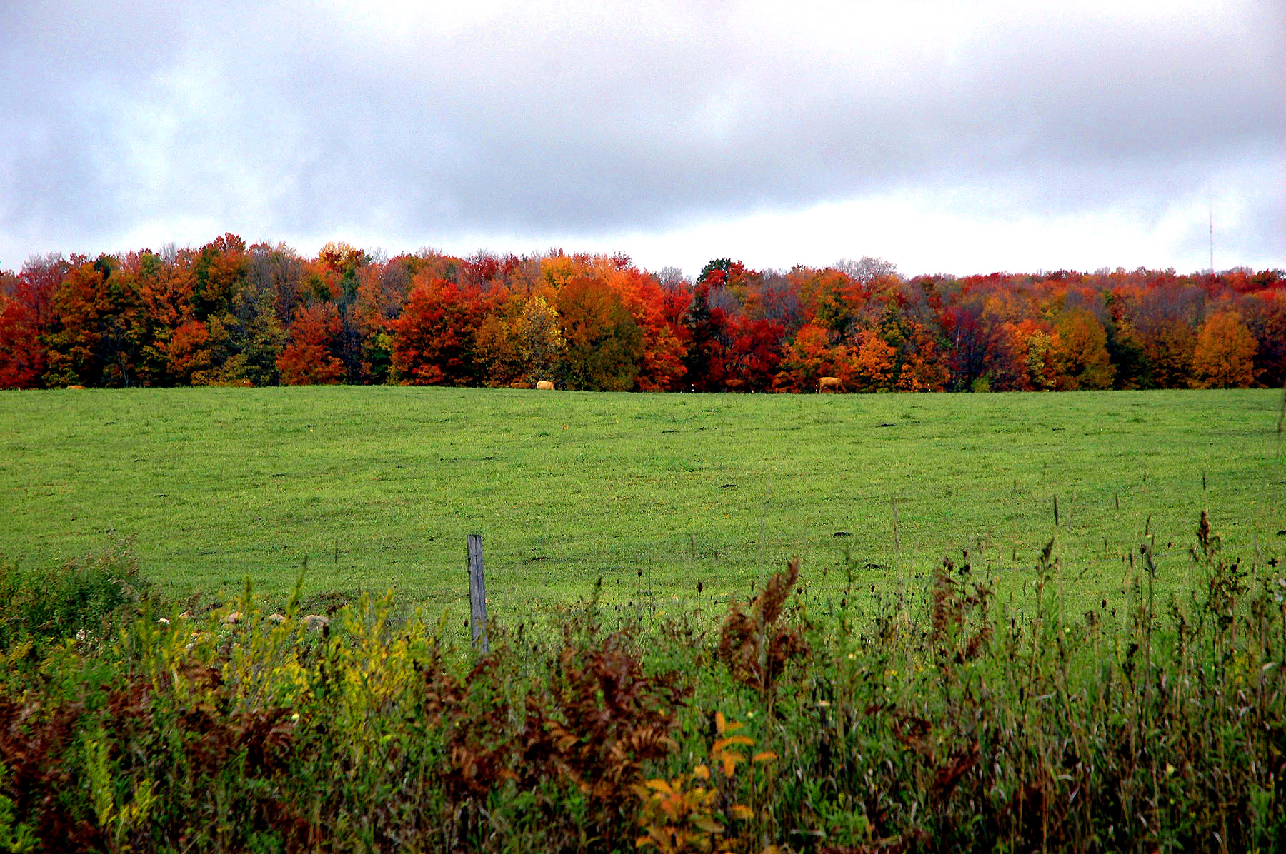 DSC_7174.JPG