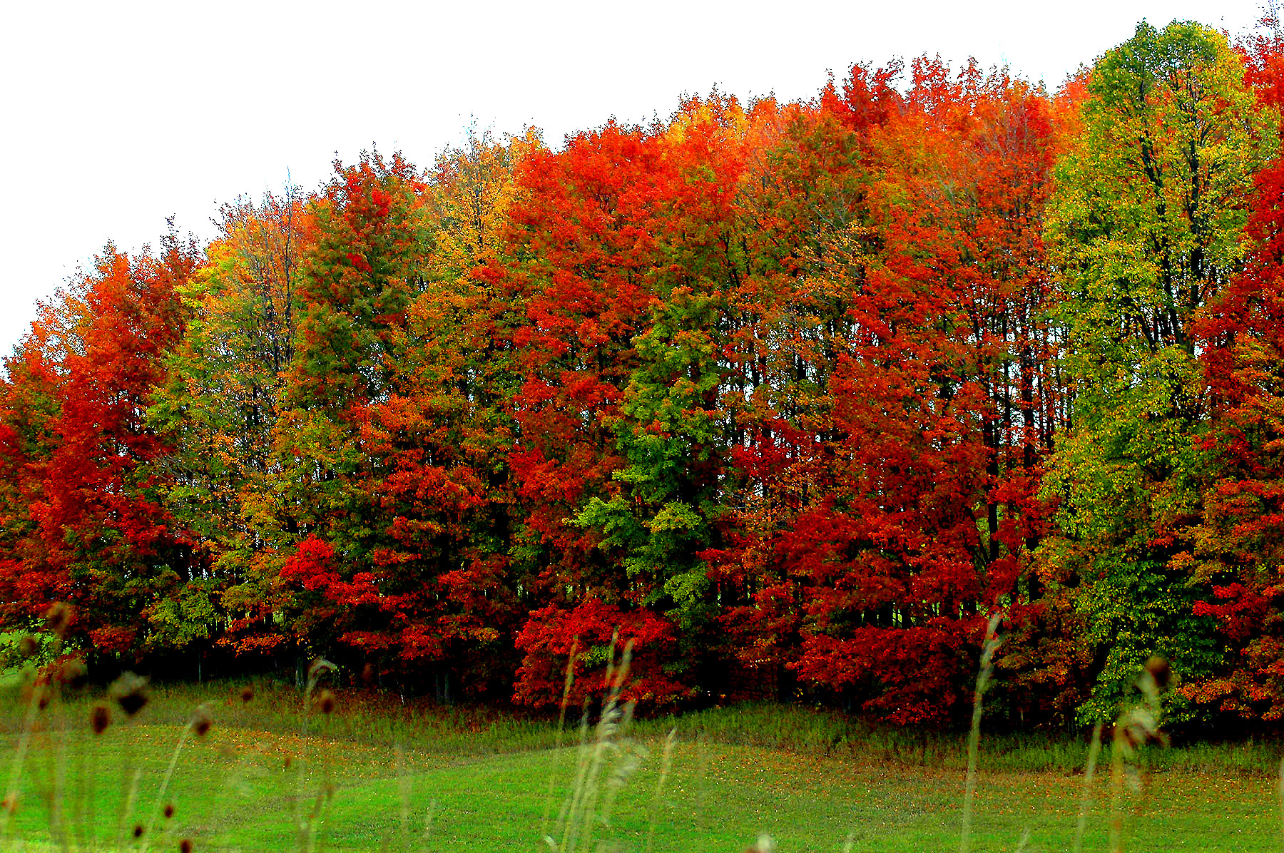 DSC_7181.JPG