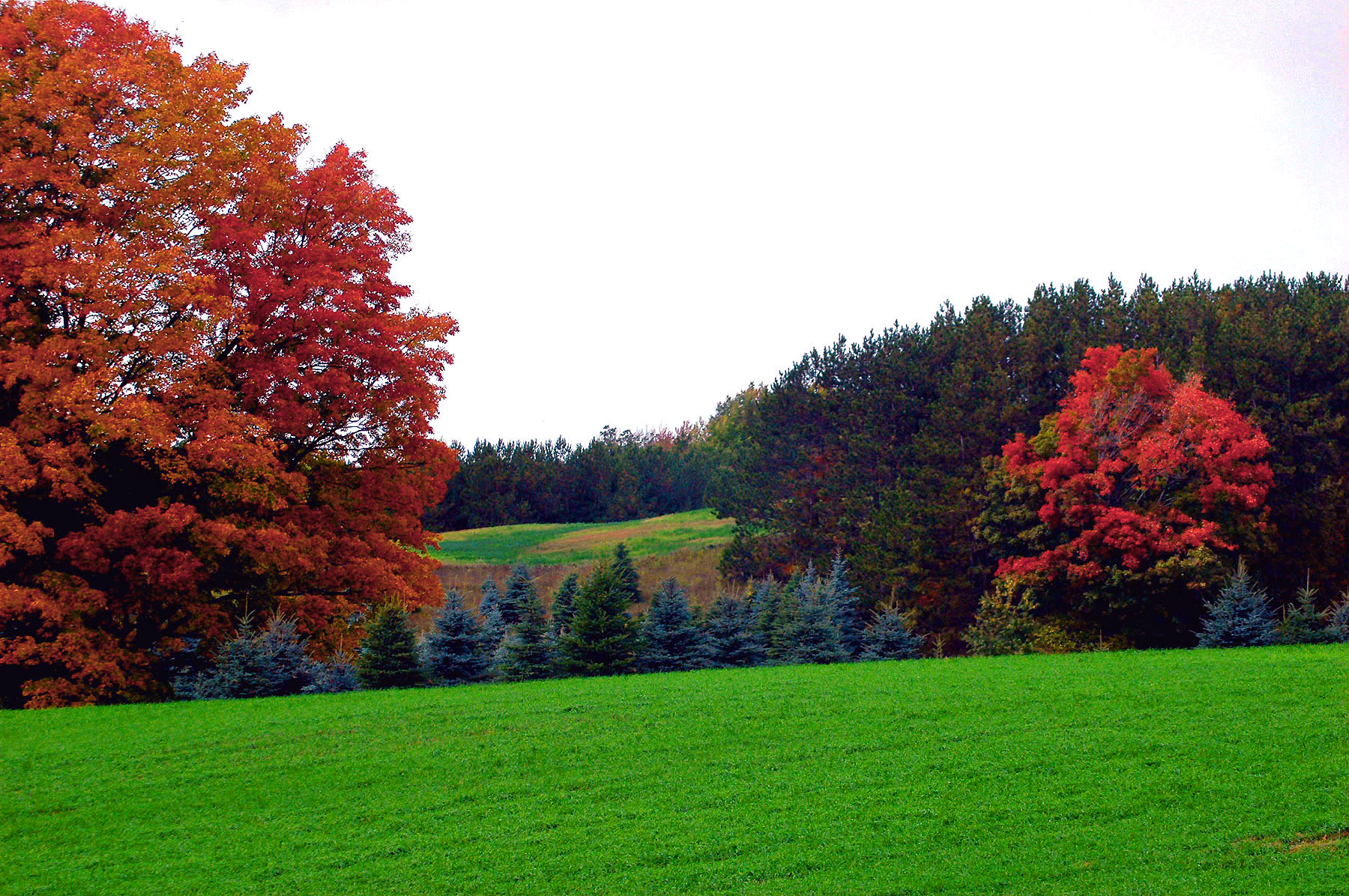 DSC_7185.JPG
