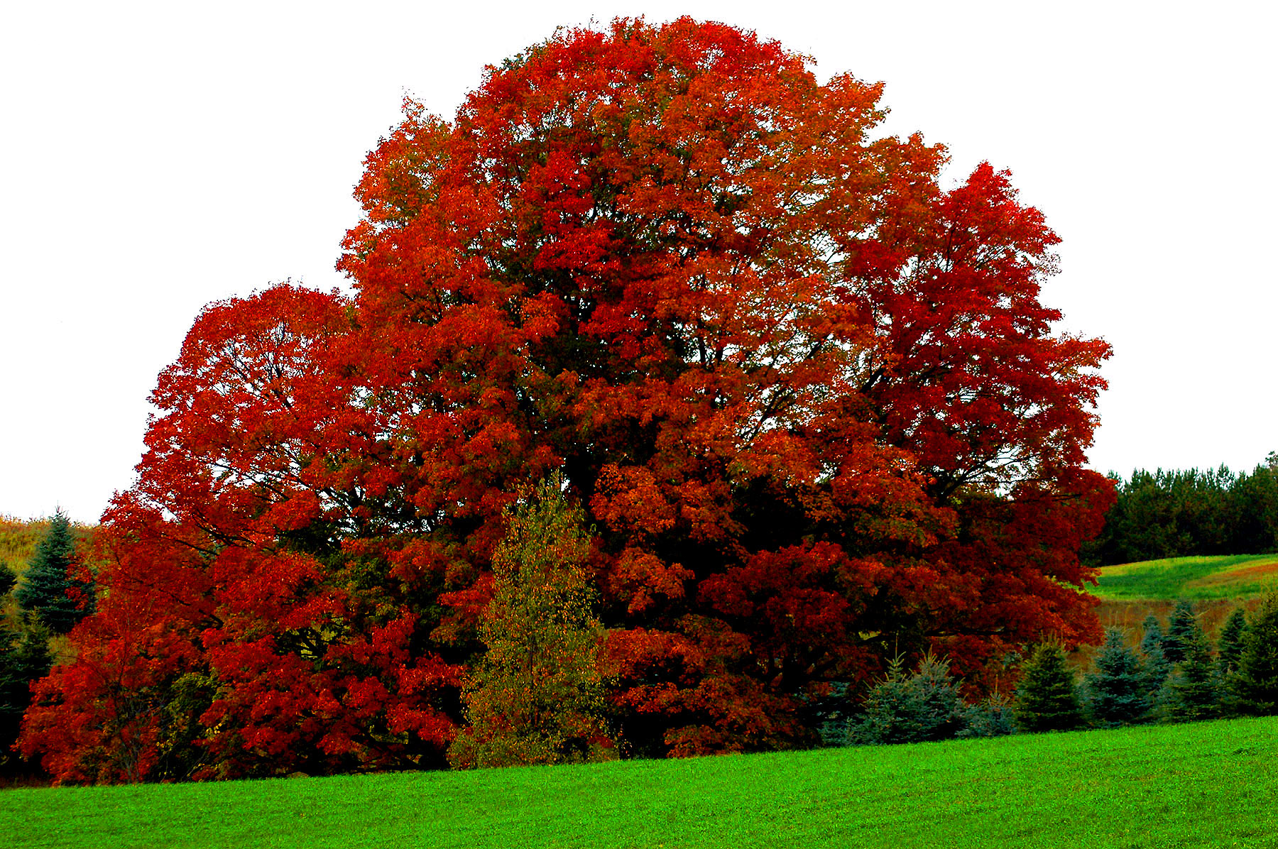 DSC_7186.JPG