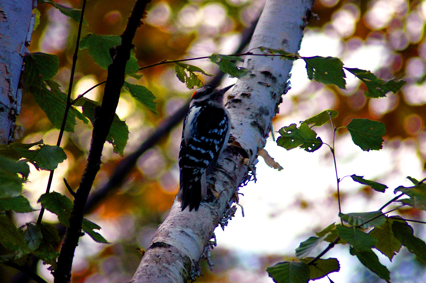DSC_7196.JPG