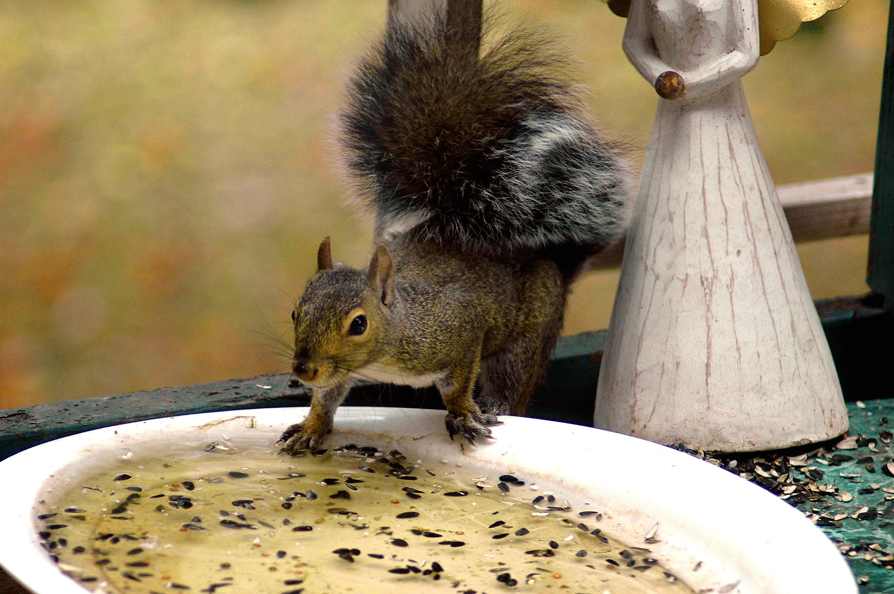 DSC_7231.JPG