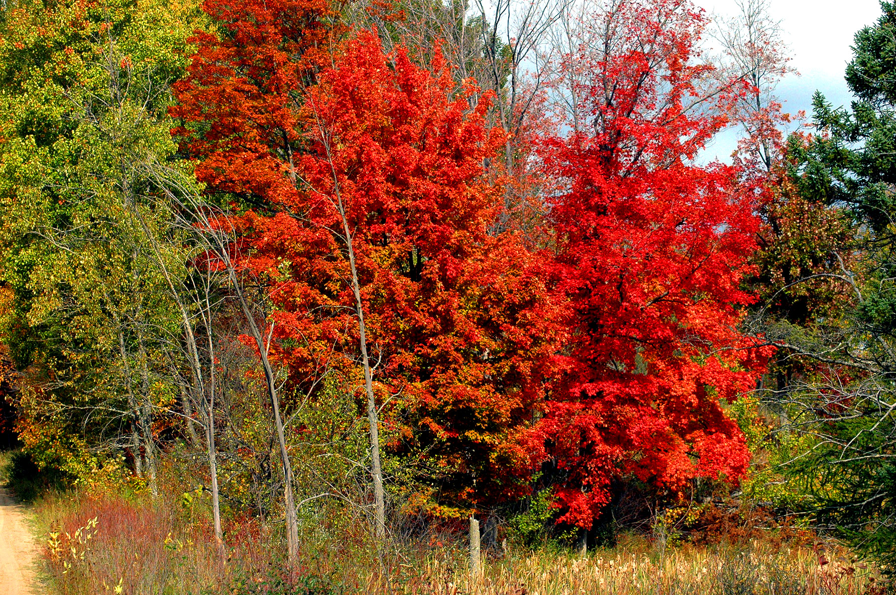 DSC_7239.JPG