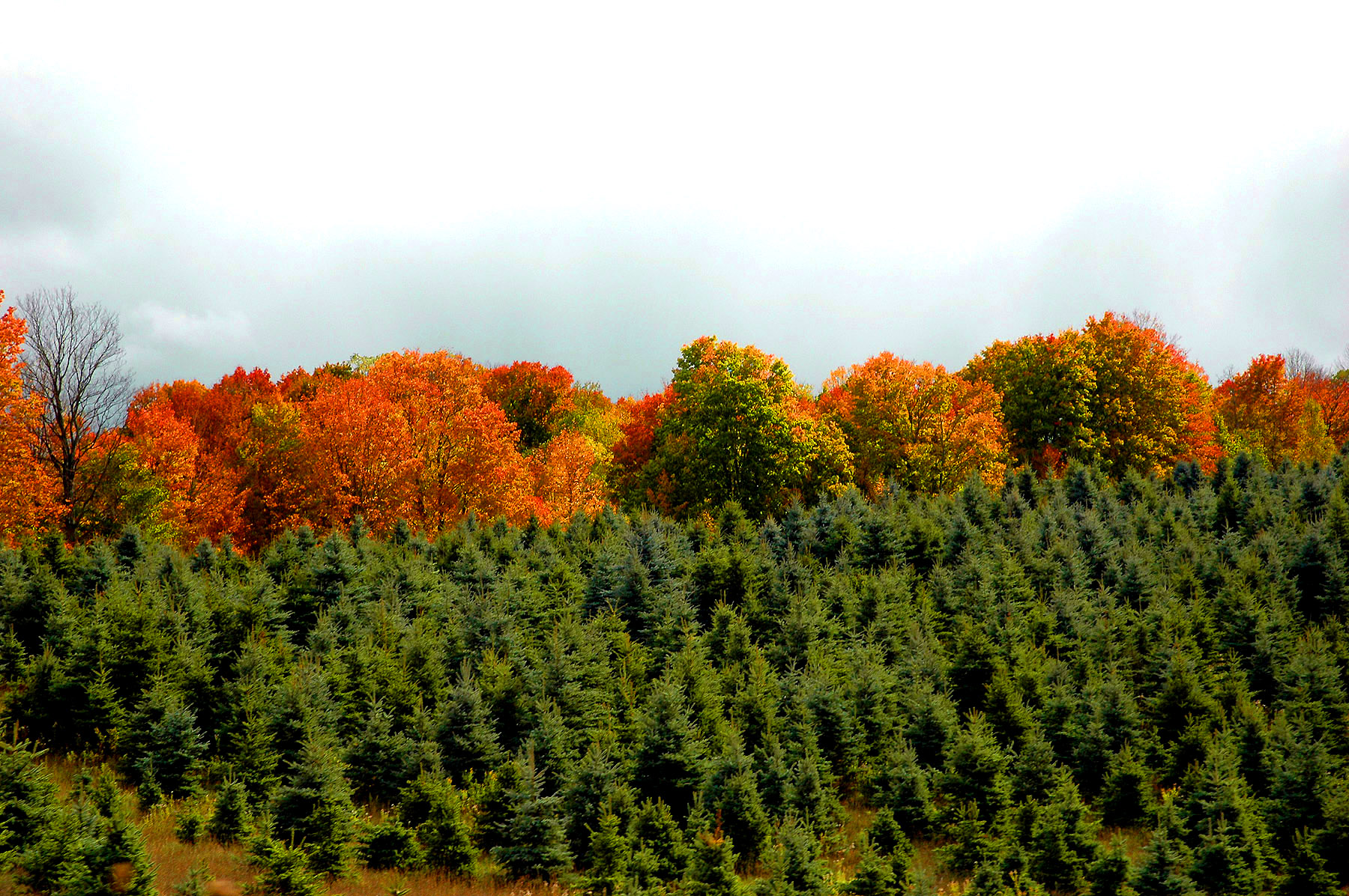 DSC_7263.JPG