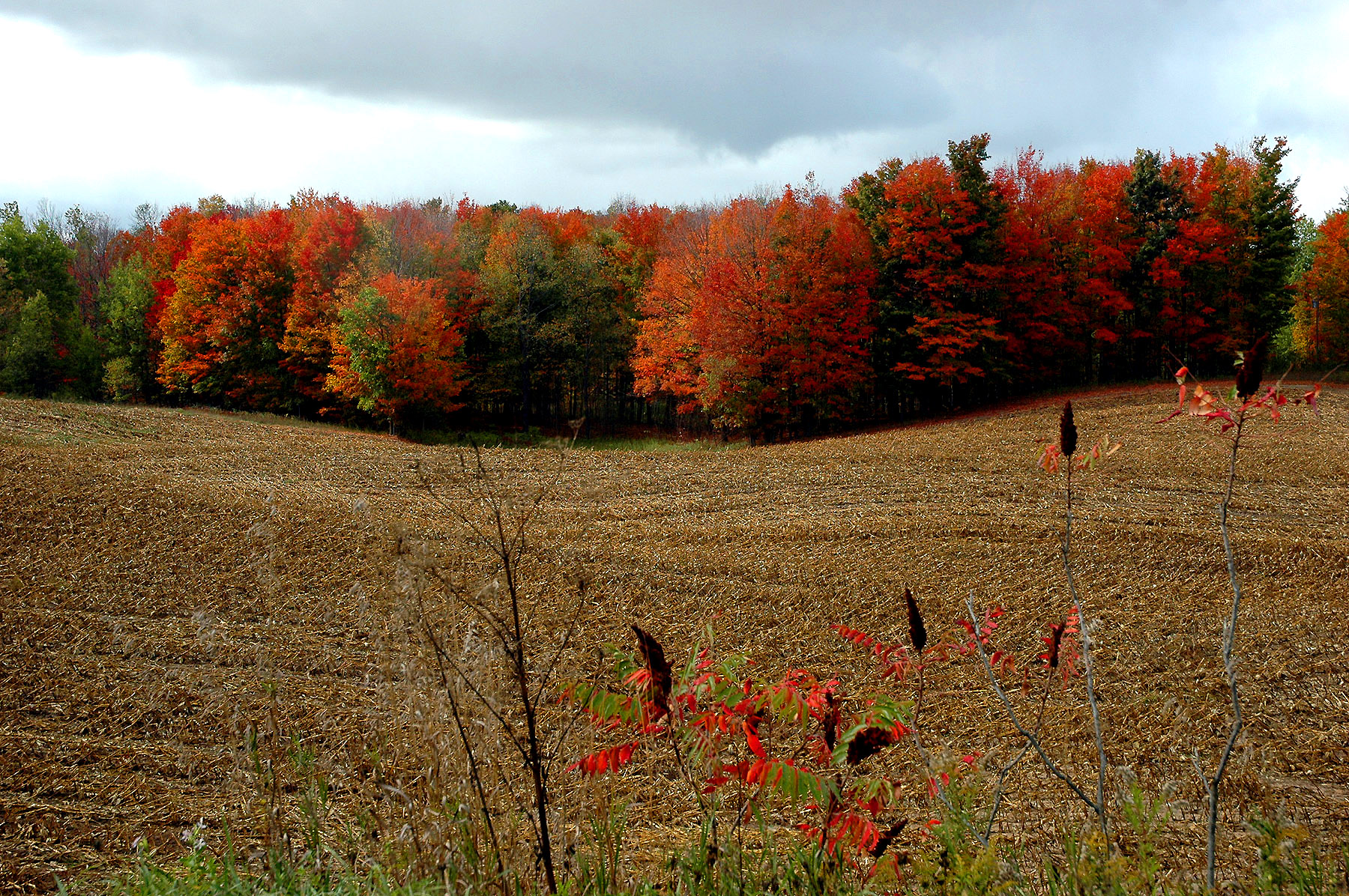 DSC_7279.JPG