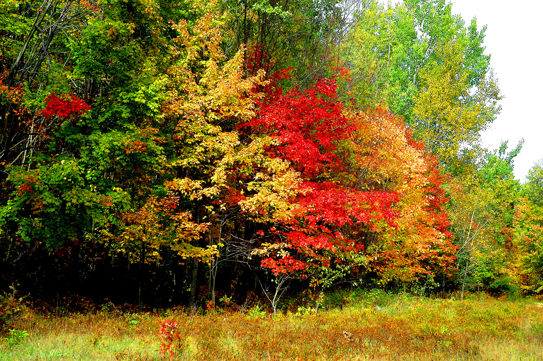 DSC_7303.JPG