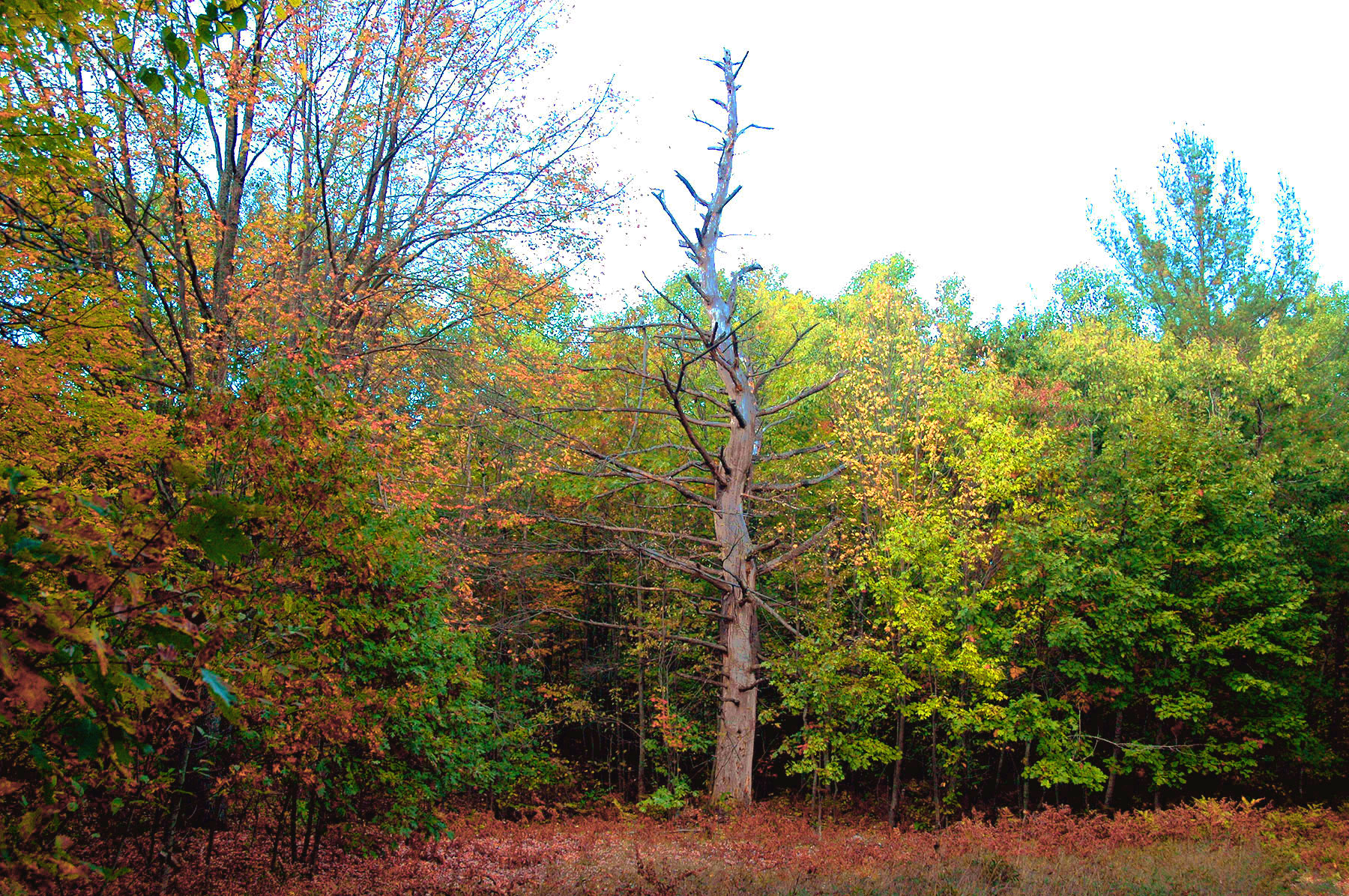 DSC_7309.JPG