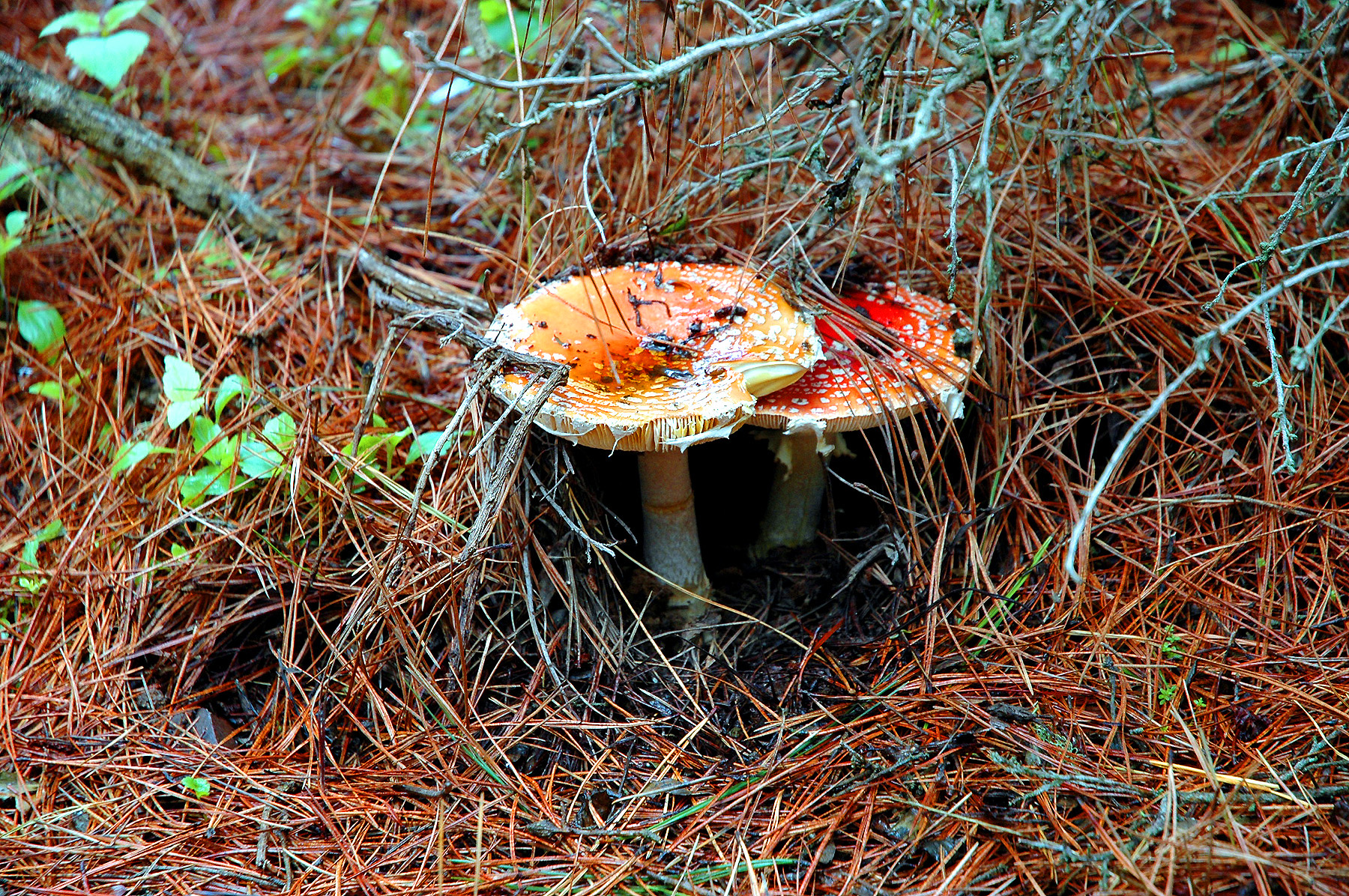 DSC_4628.JPG