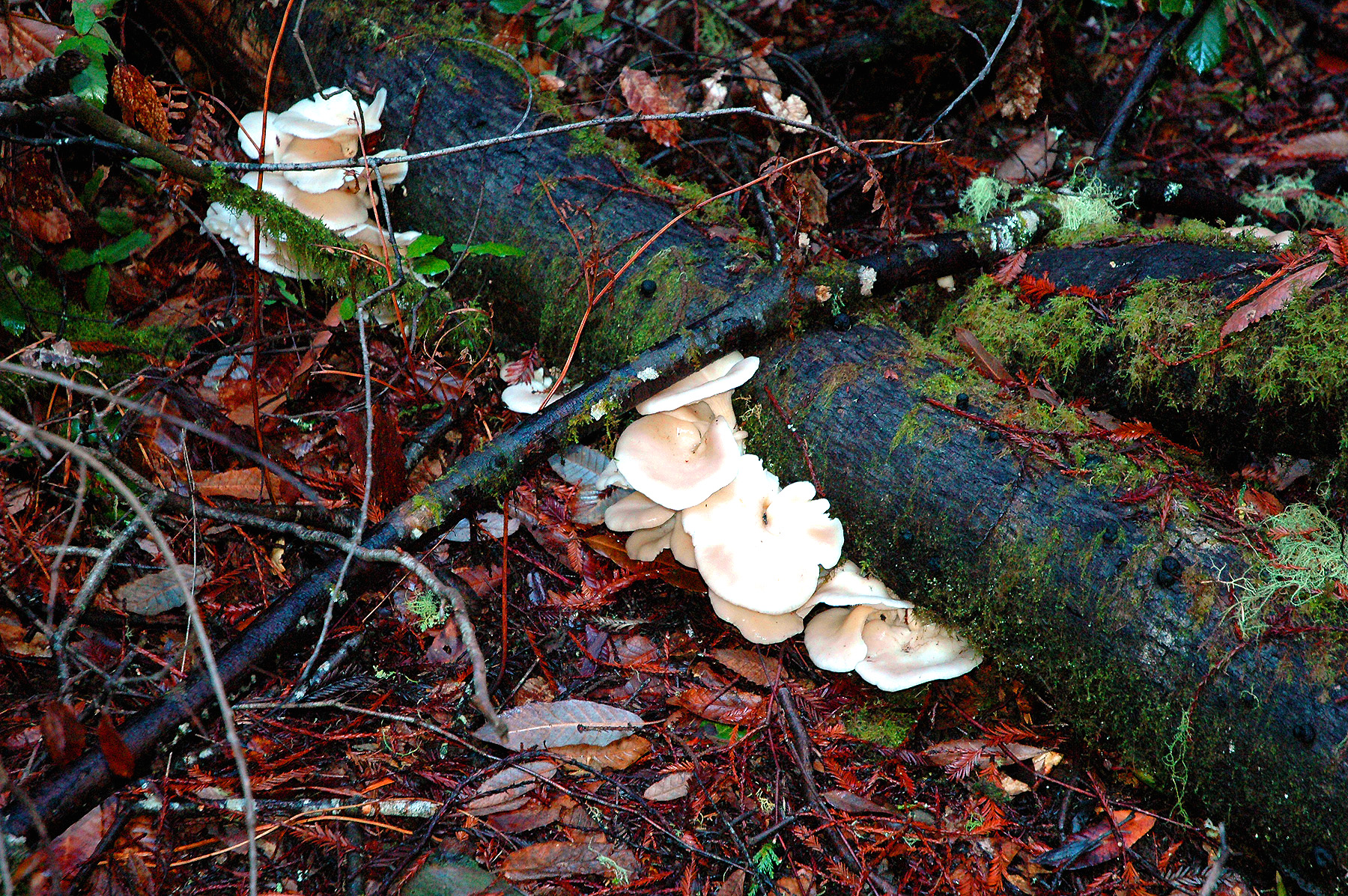 DSC_4670.JPG