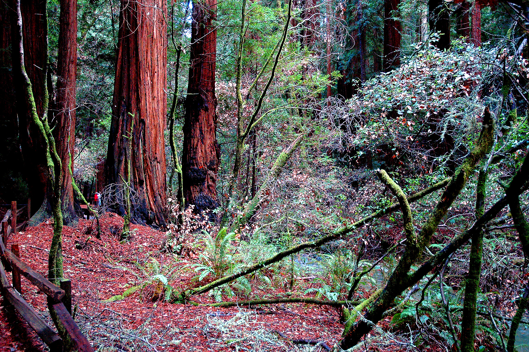 DSC_4676.JPG