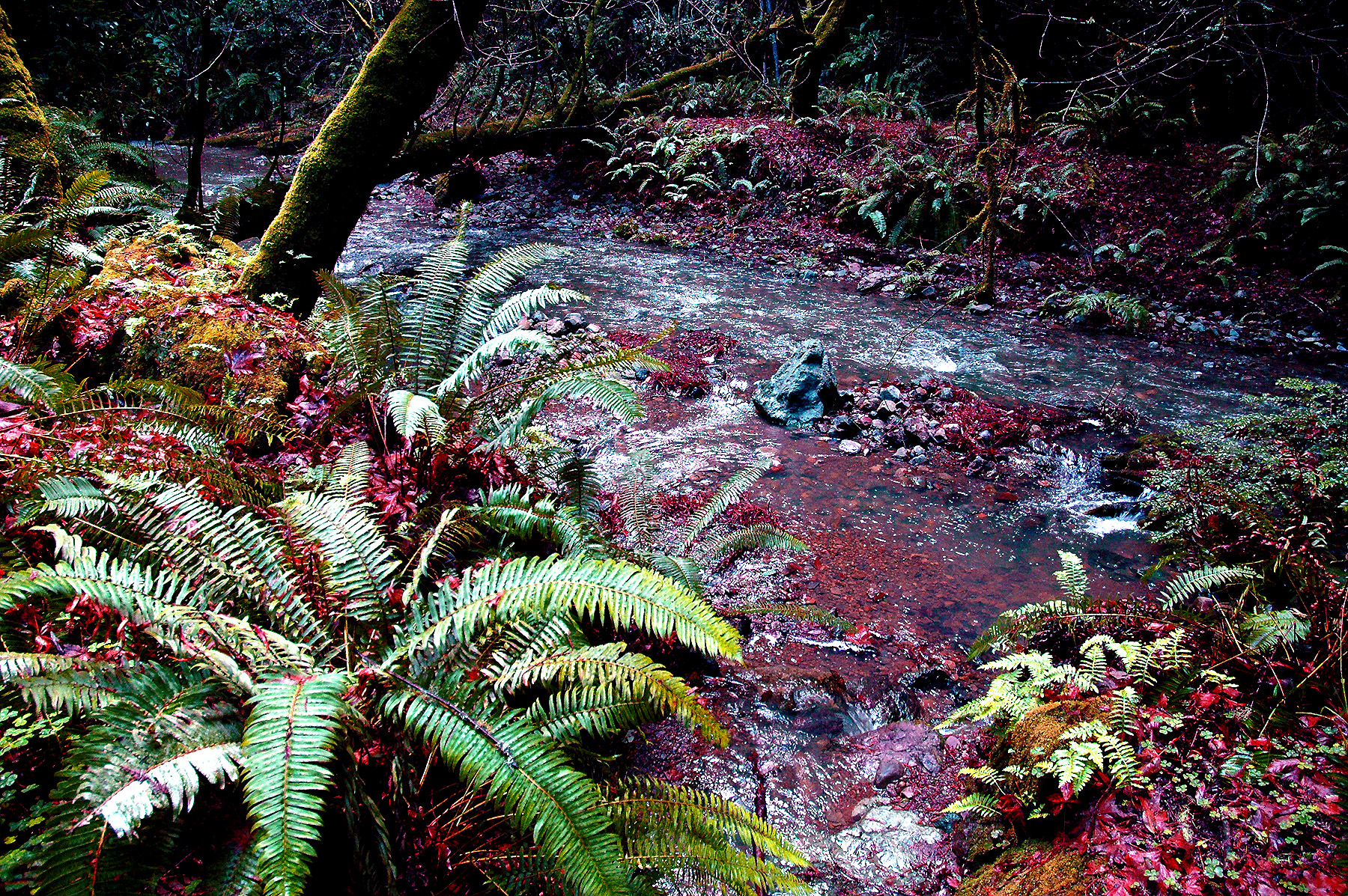 DSC_4681.JPG