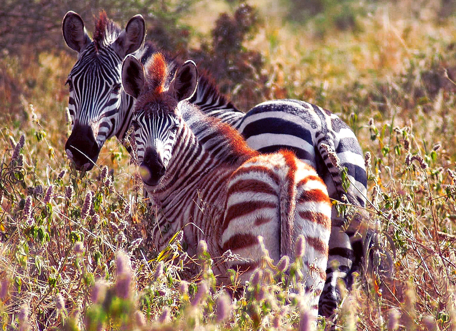 Website - A44 - Mother and Baby Zebra - Tarangiri