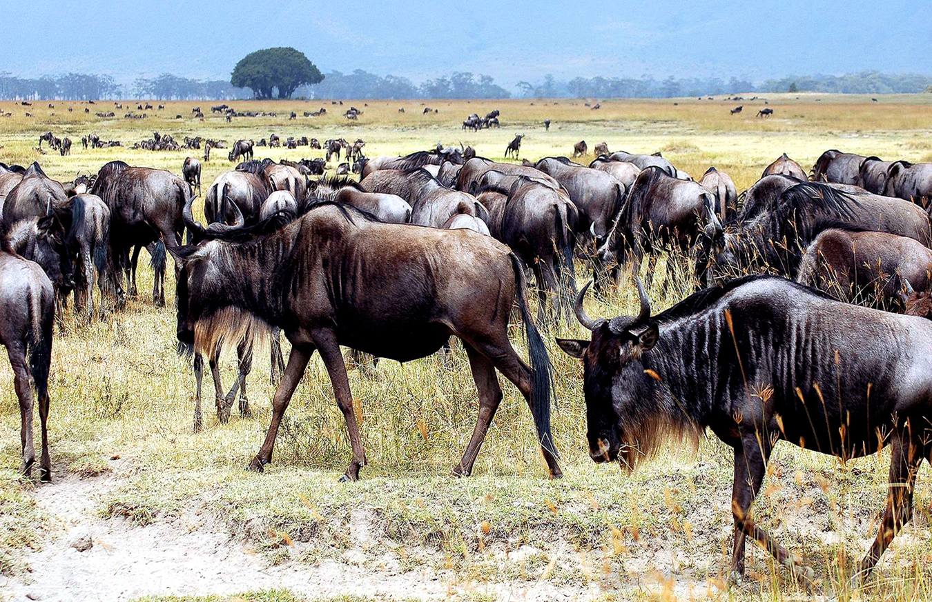 Website - A48 - Serengeti - Migration