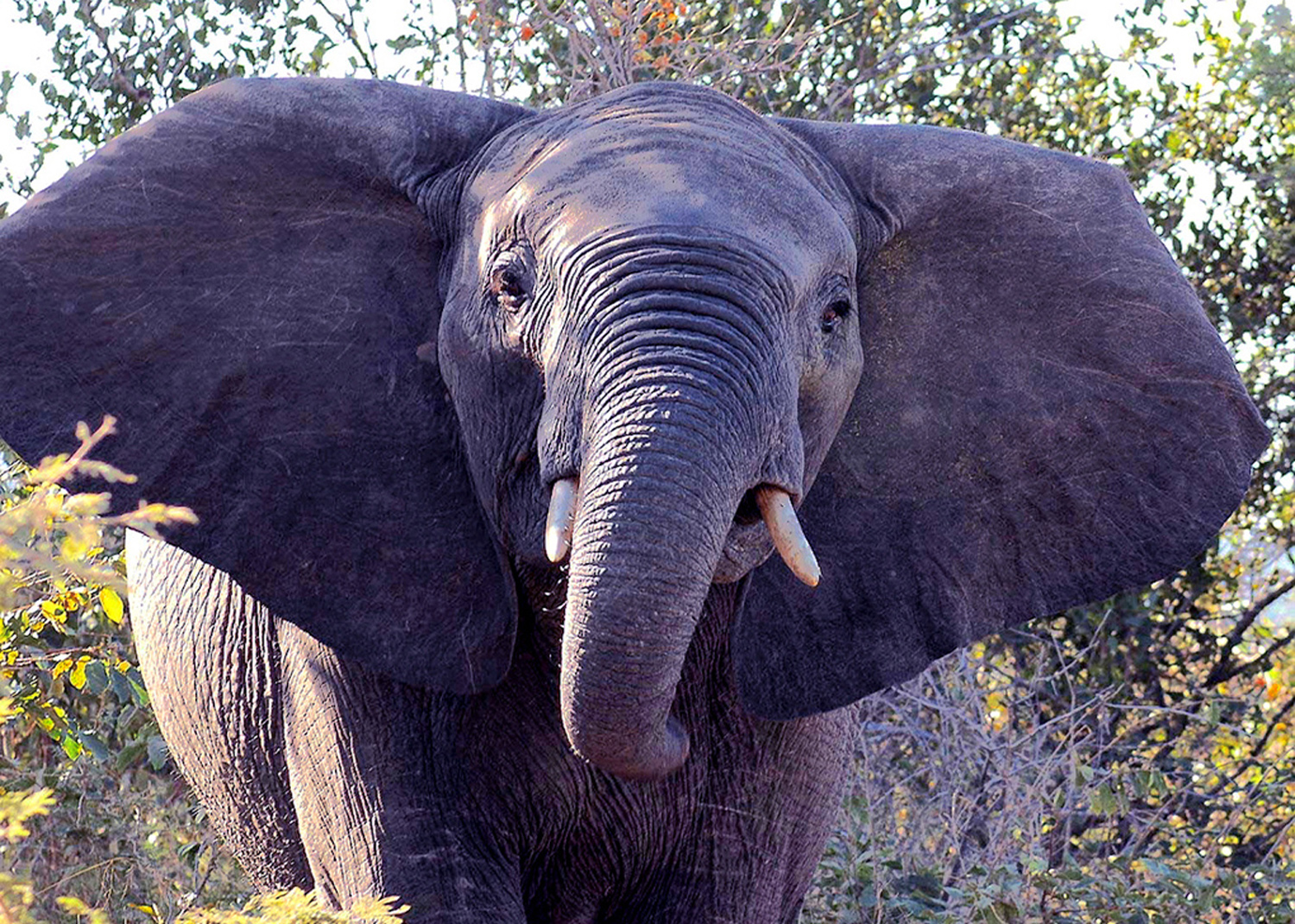 Website - A72 - Kruger - Young Elephant