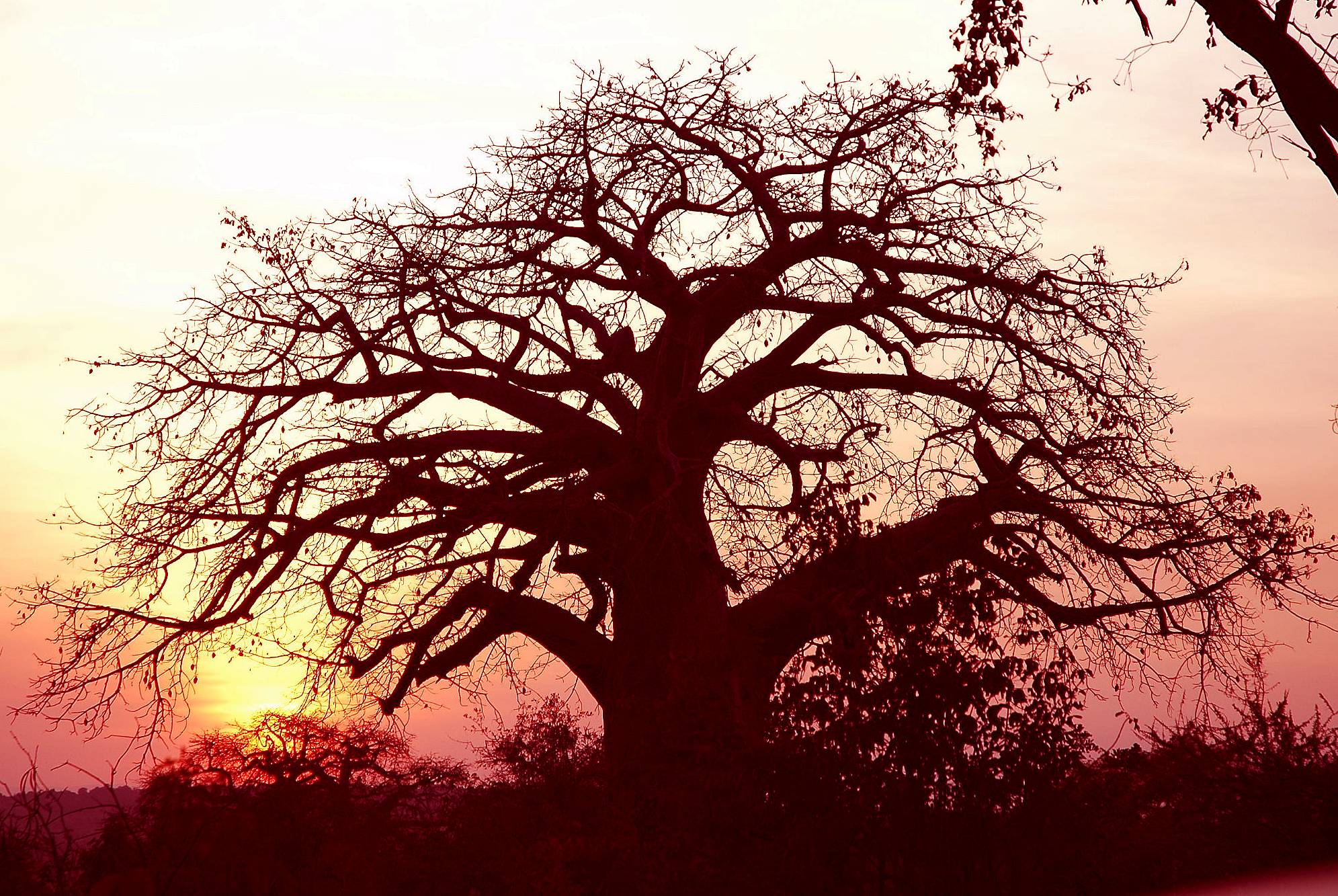 Website - A80 - Tarangire - Sunset