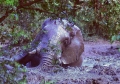 Website - A10 - Kruger -  Elephant Mud