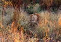 Website - A38 - Kruger -  Lion