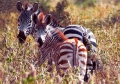 Website - A44 - Mother and Baby Zebra - Tarangiri