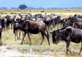 Website - A48 - Serengeti - Migration