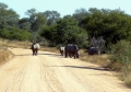 Website - A60 - Kruger -  Rhinos blocking Road
