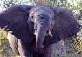 Website - A72 - Kruger - Young Elephant