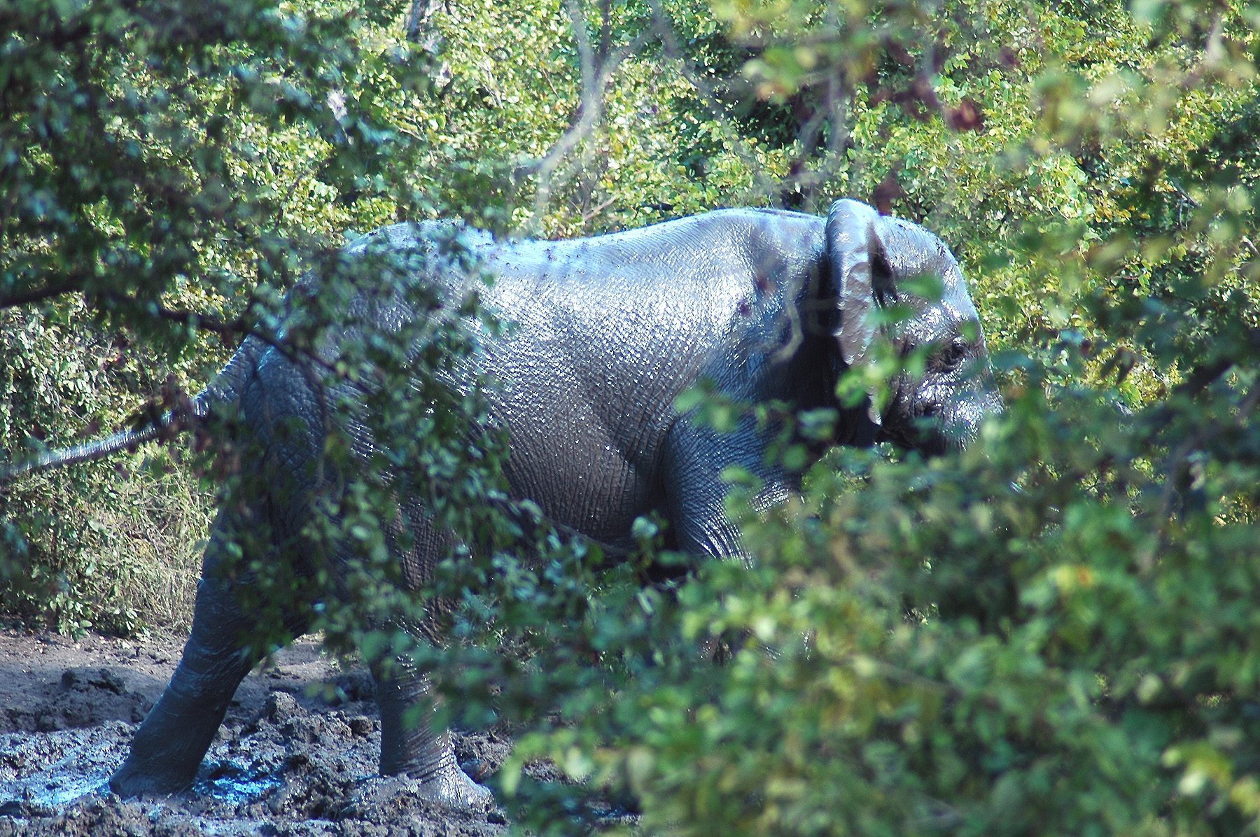 DSC_0533.jpg