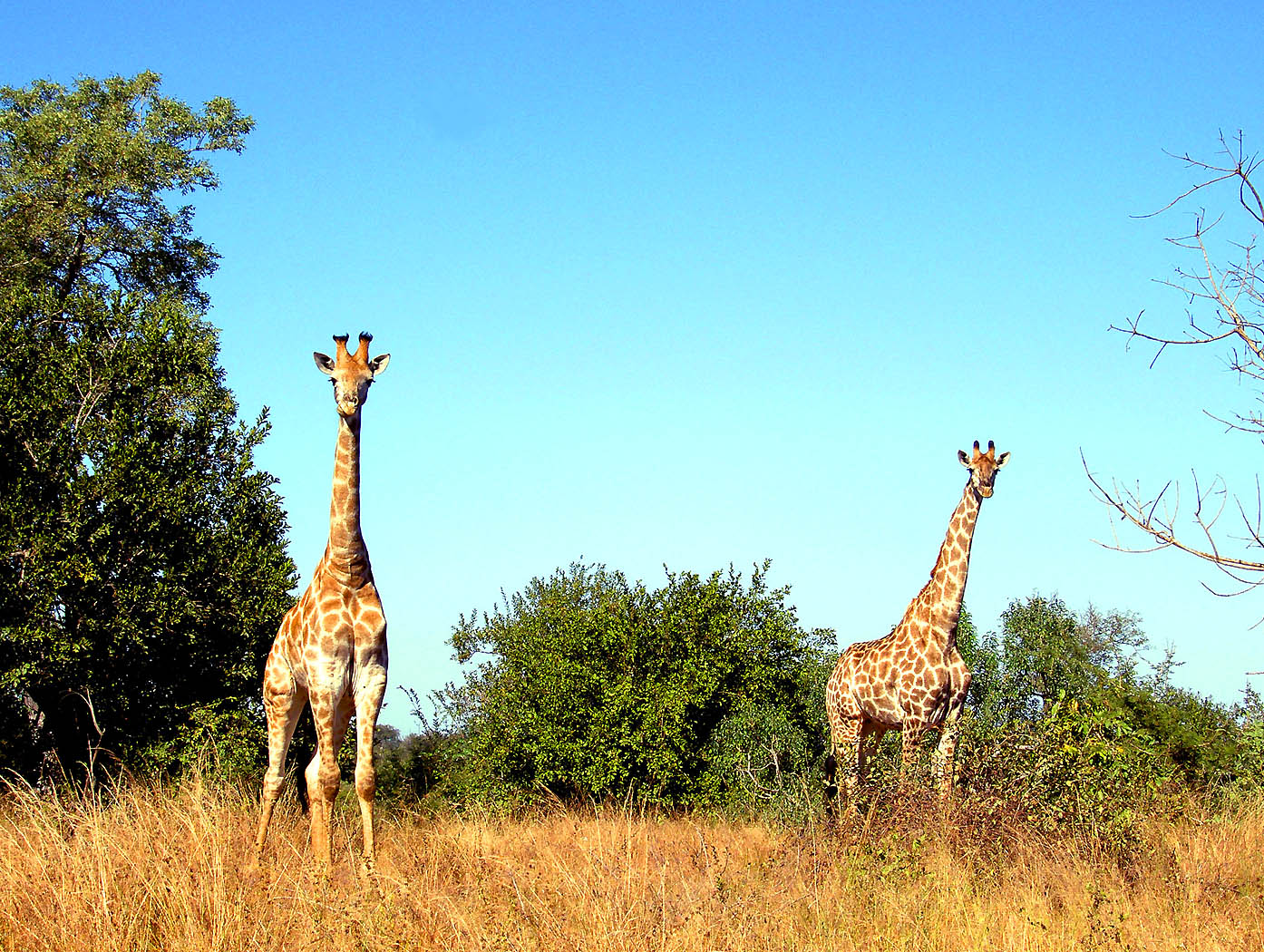 Kruger - Two Giraffes Looking.jpg