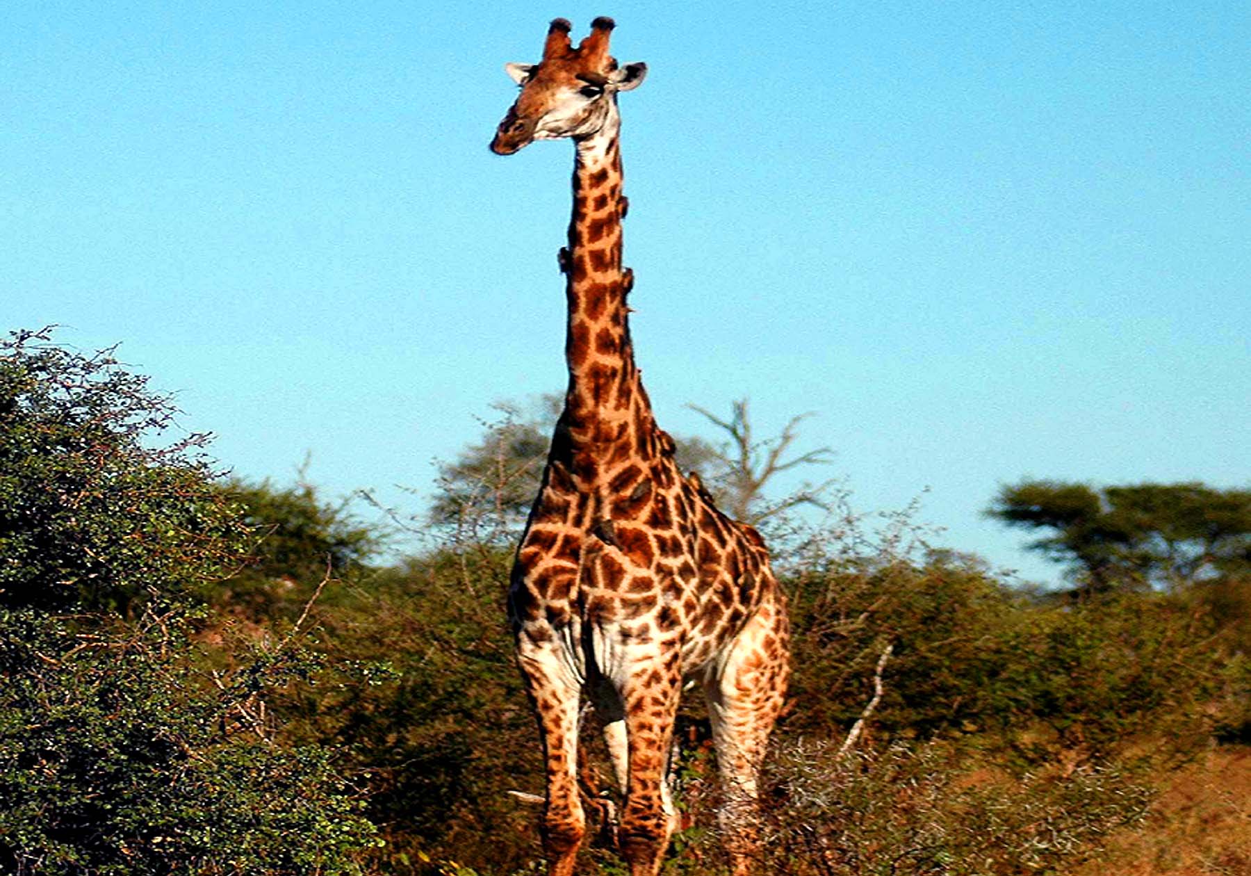 Kruger-11.jpg
