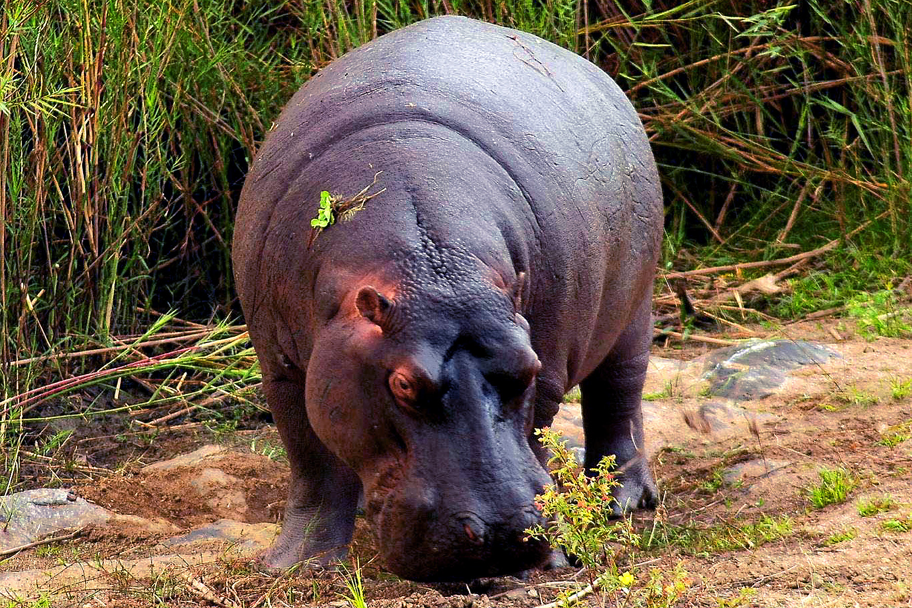 Kruger-114.jpg