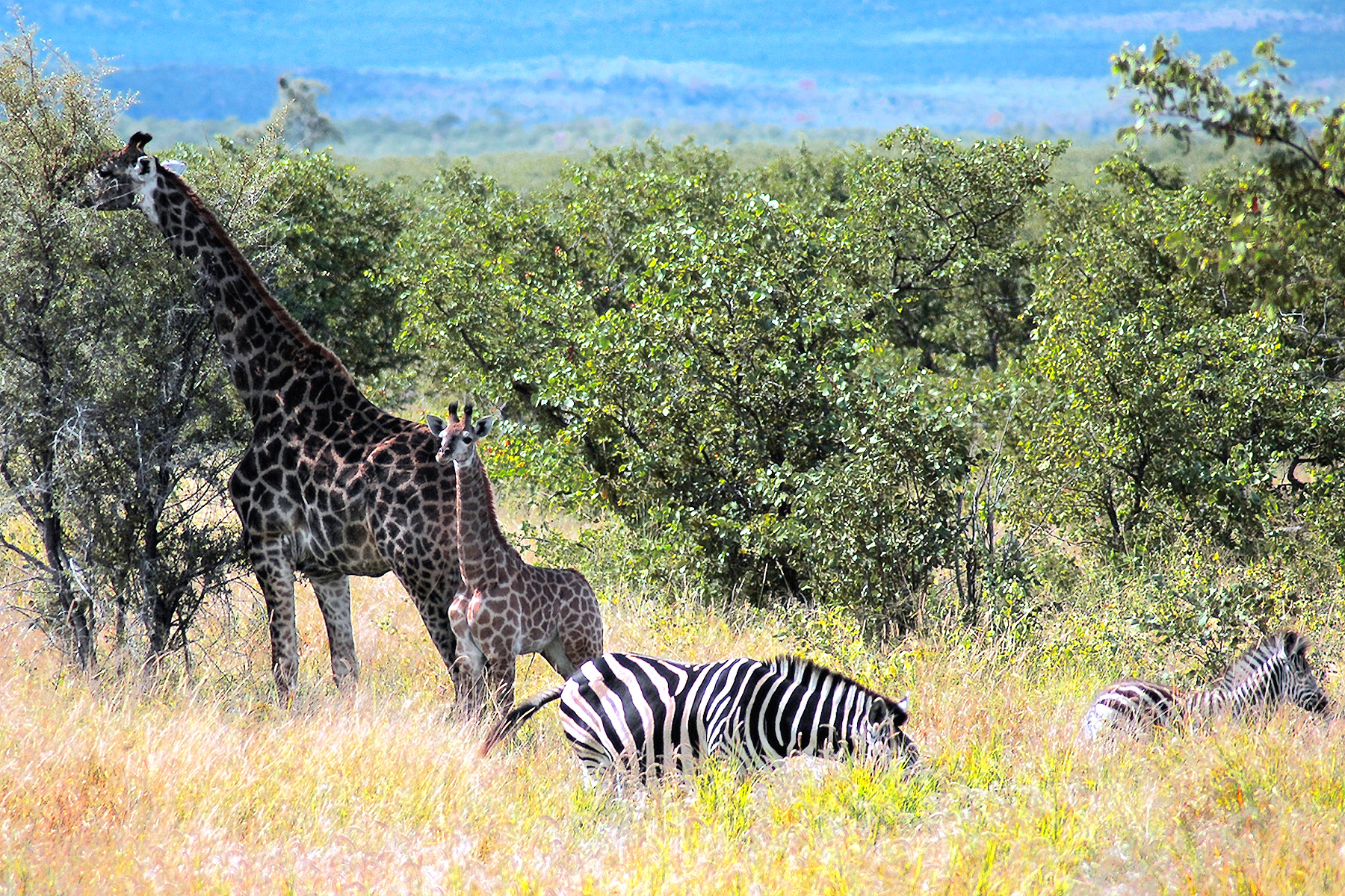 Kruger-117.jpg