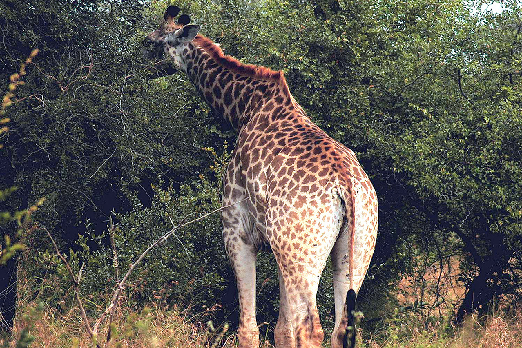 Kruger-133.jpg
