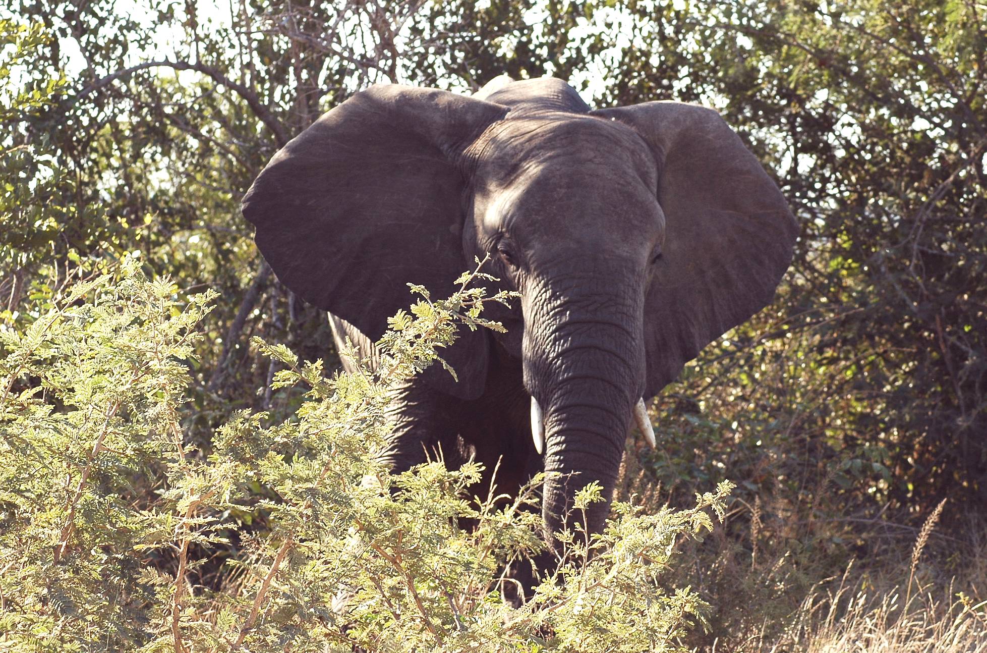 Kruger-22.jpg
