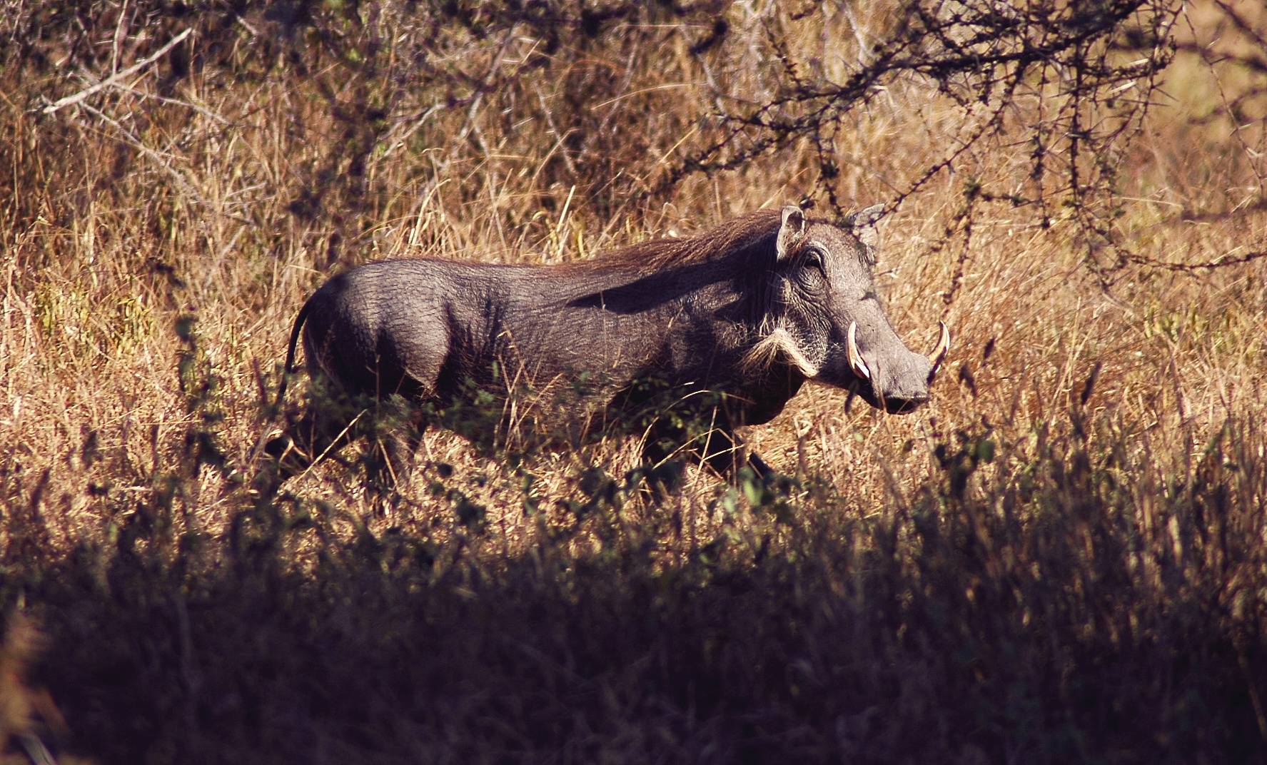 Kruger-26.jpg