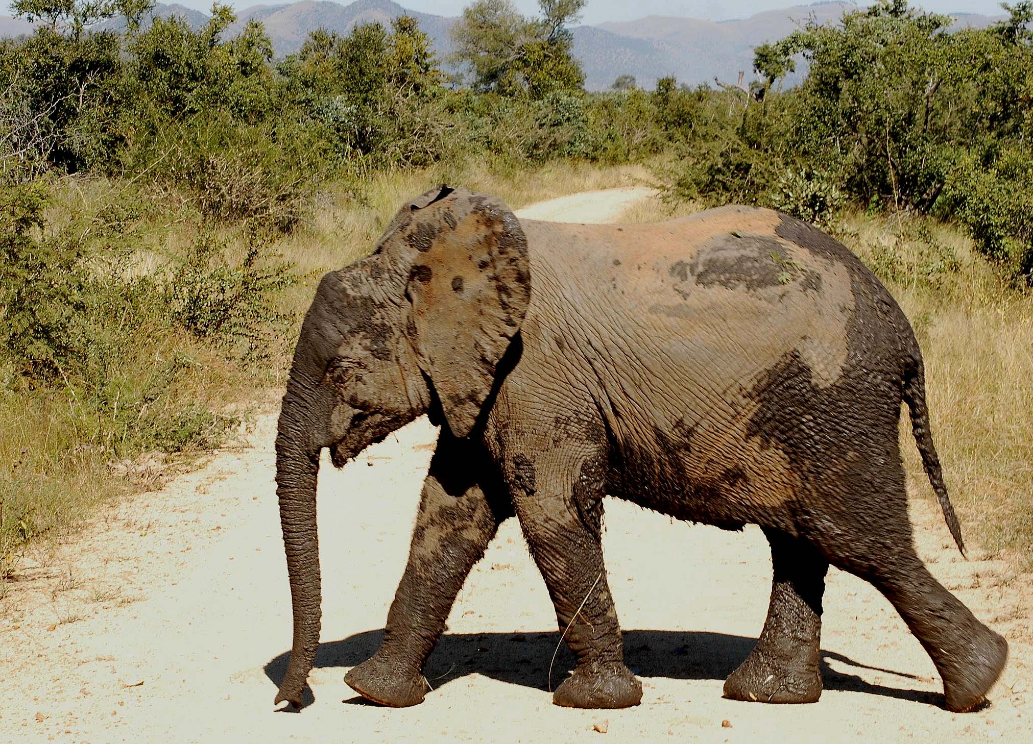 Kruger-3.jpg