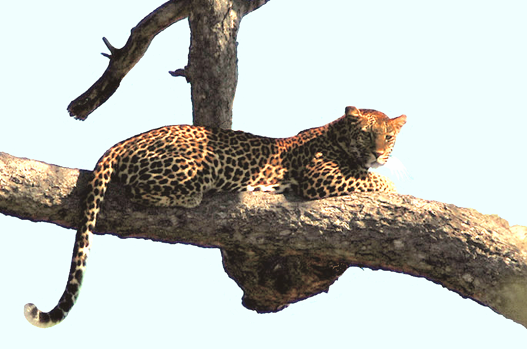 kruger-10-leopard-in-tree-enh-316.jpg