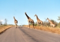 Kruger - Four Giraffes in Road.jpg