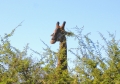 Kruger - Giraffe Peeking over Tree.jpg