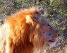 Kruger - Male Lion Closeup Profile.jpg