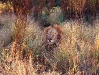 Kruger - Male Lion Head in the Bush.jpg