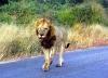Kruger - Male Lion in the Road.jpg