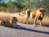 Kruger - Male and Female Lion in Road-1.jpg