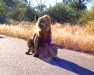 Kruger - Male and Female Lion in Road-2.jpg