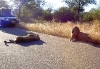 Kruger - Male and Female Lion in Road-3.jpg
