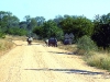 Kruger - Rhino Family in the Road.jpg