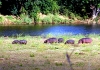 Kruger - Seven Hippos by River.jpg