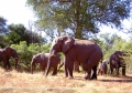 Kruger - Six Elephants by Tree.jpg